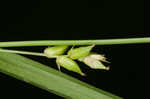 Eastern narrowleaf sedge